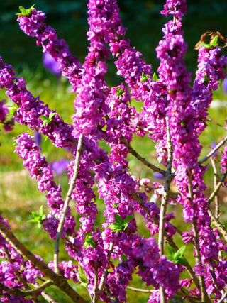 Daphne mezereum <br>PINK DAPHNE