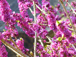 Daphne mezereum <br>PINK DAPHNE