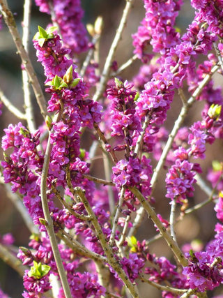 Daphne mezereum <br>PINK DAPHNE