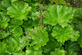 Peltiphyllum peltatum, Darmera peltata <br>UMBRELLA PLANT, INDIAN RHUBARB