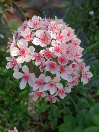 Peltiphyllum peltatum, Darmera peltata <br>UMBRELLA PLANT, INDIAN RHUBARB