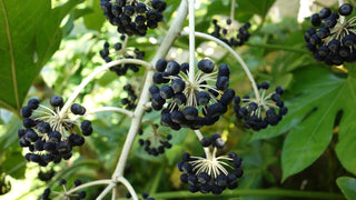 Aralia sieboldii, Fatsia japonica <br>JAPANESE ARALIA
