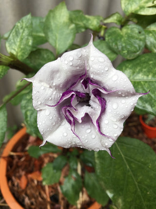 Datura metal <br>DATURA (Unknown colour)