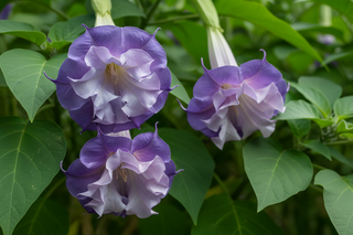 Datura eryngium <br>DATURA DOUBLE BLUE