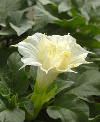 Datura metel <br>DATURA DOUBLE GOLDEN QUEEN