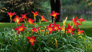 Hemerocalis <br>DAYLILY FIELD MIX