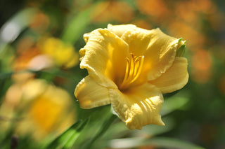 Hemerocalis <br>DAYLILY MINIATURE EARLY BLOOMERS MIX