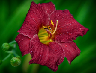 Hemerocalis <br>RED STELLA D'ORO DAYLILY