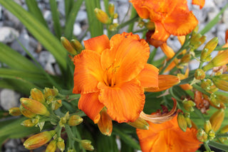 Hemerocalis <br>DAYLILY FIELD MIX