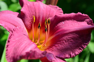 Hemerocalis <br>DAYLILY MINIATURE EARLY BLOOMERS MIX