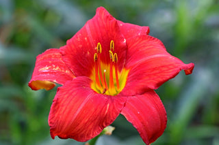 Hemerocalis <br>DAYLILY MINIATURE EARLY BLOOMERS MIX