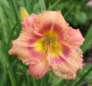 Hemerocalis <br>DAYLILY FIELD MIX