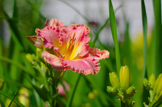 Hemerocalis <br>DAYLILY FIELD MIX