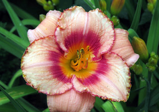 Hemerocalis <br>DAYLILY FIELD MIX