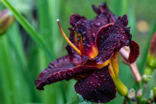 Hemerocalis <br>DAYLILY MINIATURE EARLY BLOOMERS MIX