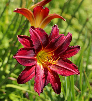 Hemerocalis <br>DAYLILY PREMIUM HYBRIDIZER MIX<br> LIVE PLANTS