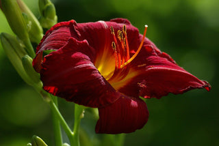 Hemerocalis <br>DAYLILY PREMIUM HYBRIDIZER MIX<br> LIVE PLANTS