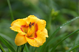 Hemerocalis <br>DAYLILY MINIATURE EARLY BLOOMERS MIX