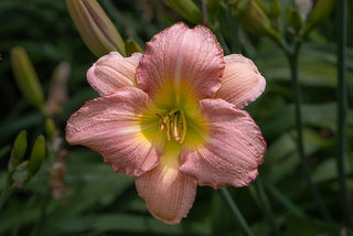 Hemerocalis <br>DAYLILY MINIATURE EARLY BLOOMERS MIX