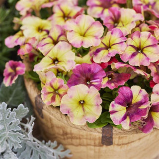Petunia <br>PETUNIA 'SHAKE RASPBERRY'