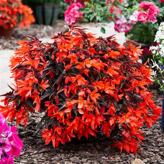 Begonia boliviensis <br>BEGONIA 'NIGHT FEVER PAPAYA'