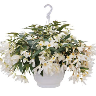 Begonia boliviensis <br>BEGONIA 'GROOVY WHITE'