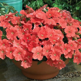 Petunia <br>PETUNIA 'PICOBELLA SALMON'
