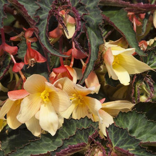 Begonia boliviensis <br>BEGONIA BOSSA NOVA YELLOW