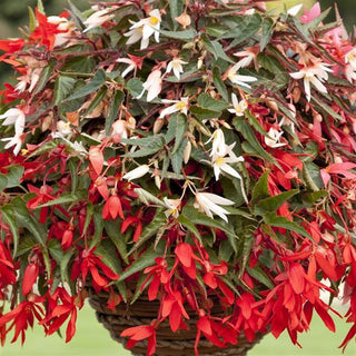 Begonia boliviensis <br>BEGONIA BOSSA NOVA MIX