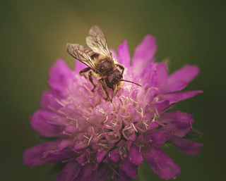 Scabiosa columbaria <br>CAUCASIAN PINCUSHION LITTLE PINK