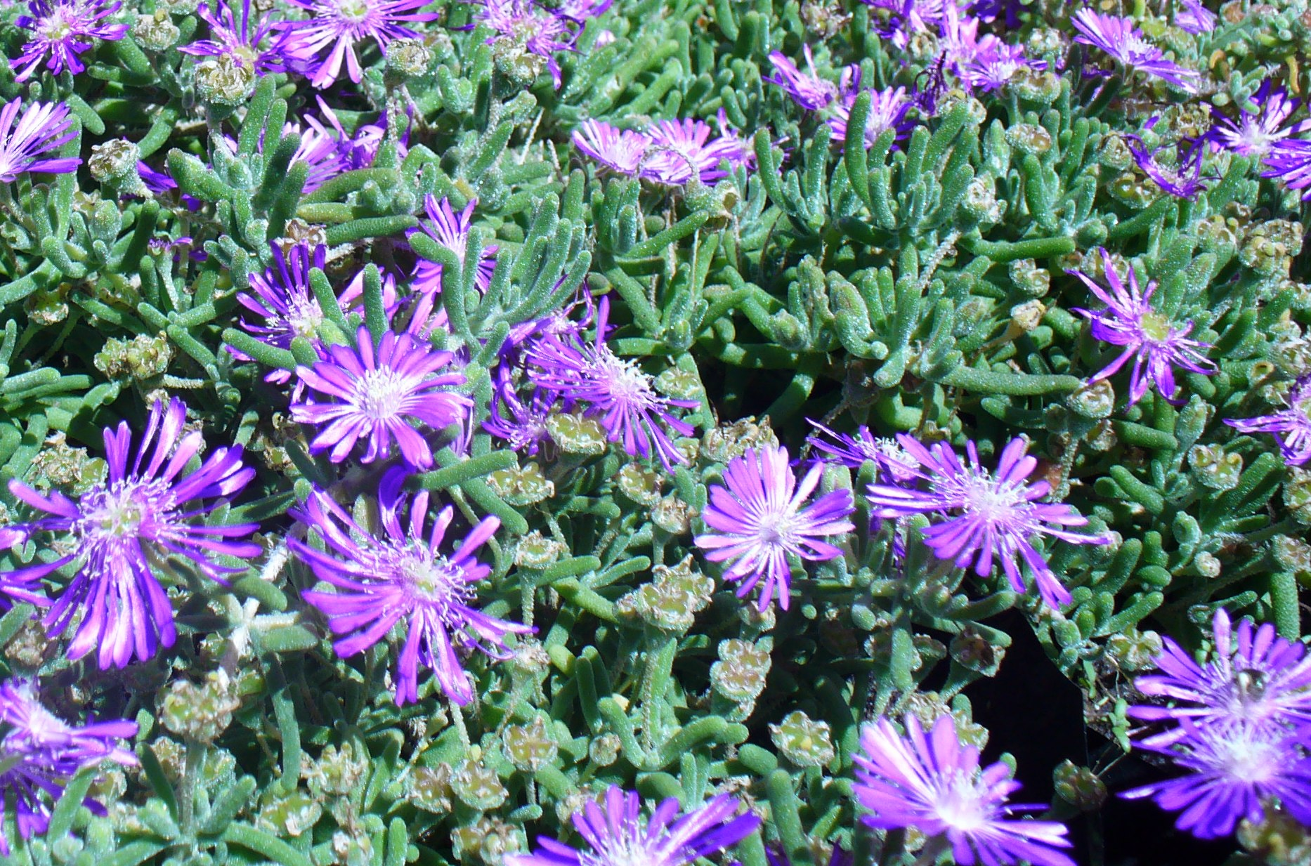 blue ice plant succulent Delosperma cooperi HARDY BLUE ICE PLANT Livingstone Daisy – Ferri Seeds