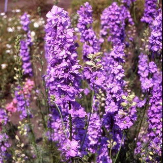 Delphinium consolida <br>LARKPUR IMPERIAL GIANT LILAC SPIRE