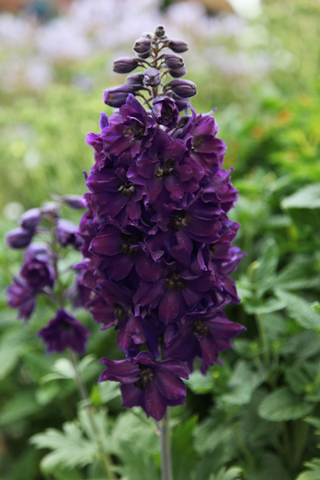 Delphinium elatum <br>DELPHINIUM BLACK KNIGHT