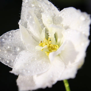 Delphinium elatum <br>DELPHINIUM 'INNOCENCE' White Double