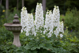 Delphinium magic fountain white
