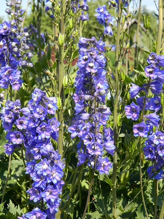 Delphinium elatum <br>DELPHINIUM DOUBLE DELPHINA