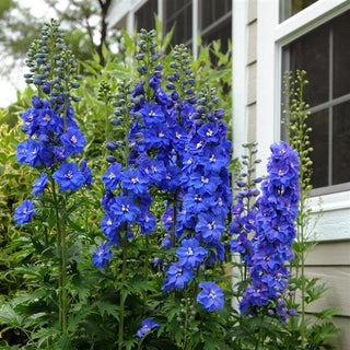 Delphinium elatum <br>DELPHINIUM GUARDIAN BLUE
