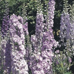 Delphinium elatum <br>DELPHINIUM PACIFIC GIANTS GUINEVERE