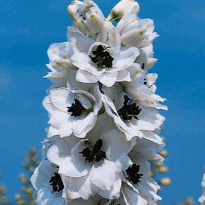 Delphinium elatum <br>DELPHINIUM PACIFIC GIANTS PERCIVAL