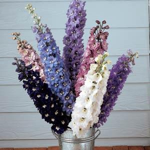 Delphinium elatum <br>DELPHINIUM MAGIC FOUNTAIN MIX
