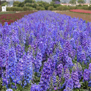 Delphinium elatum <br>DELPHINIUM GUARDIAN BLUE