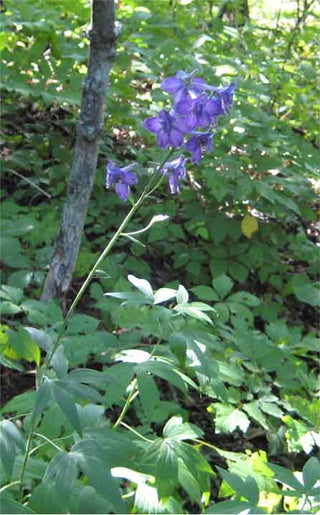 Delphinium exaltatum <br>TALL BLUE NATIVE WILD LARKSPUR