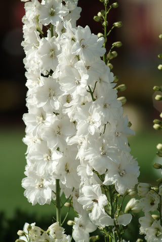Delphinium elatum <br>DELPHINIUM GUARDIAN WHITE