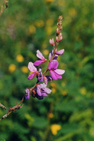 Desmodium canadense <br>TICK TREFOIL