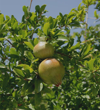 Punica granatum <br>POMEGRANATE TREE