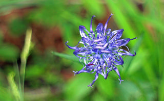 Phyteuma hemisphaericum <br>GLOBE-HEADED RAMPION