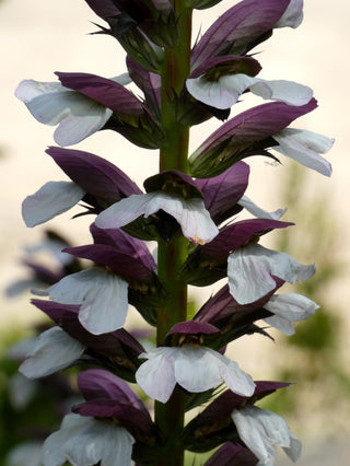Acanthus mollis <br>BEAR'S BRITCHES