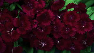 Dianthus barbatus <br>BLACK SWEET WILLIAM SOOTY