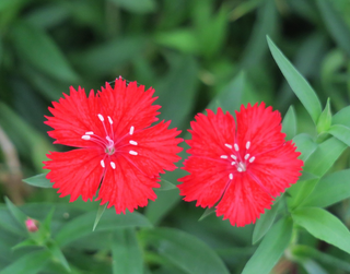 Dianthus deltoides <br>DIANTHUS BRILLIANT CHERRY RED, MAIDEN PINKS