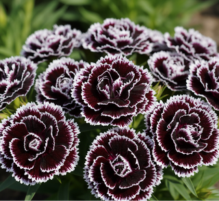 dianthus chiante